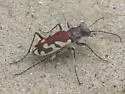 Blowout Tiger Beetle - Cicindela lengi
