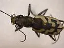 Blowout Tiger Beetle - photo 2