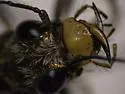 Blowout Tiger Beetle - photo 3