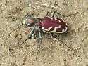 Blowout Tiger Beetle - photo 4
