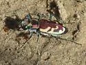 Blowout Tiger Beetle - photo 5