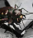 Common Claybank Tiger Beetle - photo 2