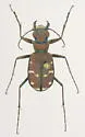 Common Claybank Tiger Beetle - photo 3