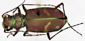 Common Claybank Tiger Beetle - photo 4