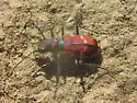 Common Claybank Tiger Beetle - photo 5