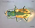 Sandy Tiger Beetle - photo 2