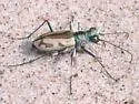 Sandy Tiger Beetle - photo 3