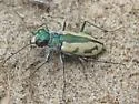 Sandy Tiger Beetle - photo 4