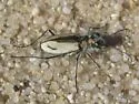 Sandy Tiger Beetle - photo 5
