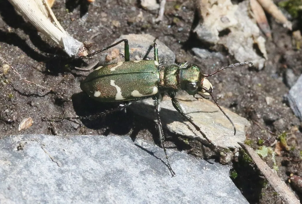 Boreal Long-lipped Tiger Beetle - photo 2