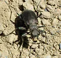 Prairie Long-lipped Tiger Beetle - photo 2