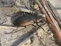 Prairie Long-lipped Tiger Beetle - photo 3