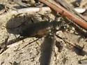 Prairie Long-lipped Tiger Beetle - photo 4
