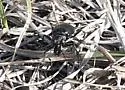 Prairie Long-lipped Tiger Beetle - photo 5