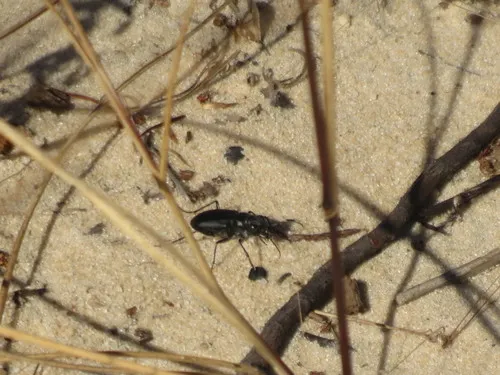 Autumn Tiger Beetle - Cicindela nigrior