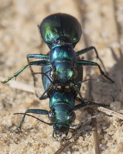 Autumn Tiger Beetle - photo 2