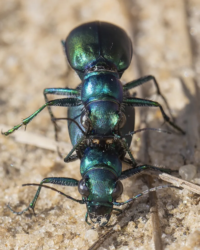 Autumn Tiger Beetle - photo 3