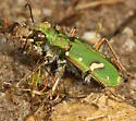 Ohlone Tiger Beetle - photo 2