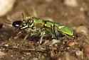 Ohlone Tiger Beetle - photo 3