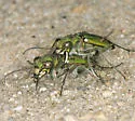Ohlone Tiger Beetle - photo 4