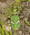 Ohlone Tiger Beetle - photo 5