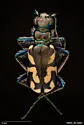 Dark Saltflat Tiger Beetle - photo 2