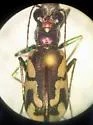 Dark Saltflat Tiger Beetle - photo 3