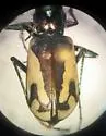 Dark Saltflat Tiger Beetle - photo 4