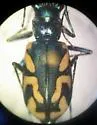 Dark Saltflat Tiger Beetle - photo 5