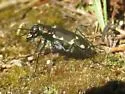 Northern Barrens Tiger Beetle