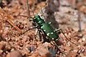Northern Barrens Tiger Beetle - photo 2