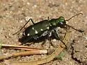 Northern Barrens Tiger Beetle - photo 3