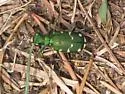Northern Barrens Tiger Beetle - photo 4
