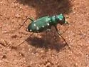 Northern Barrens Tiger Beetle - photo 5