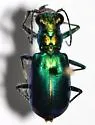 Cochise Tiger Beetle - photo 2