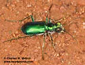 Cochise Tiger Beetle - photo 3
