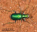 Cochise Tiger Beetle - photo 4