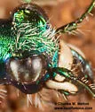 Cochise Tiger Beetle - photo 5