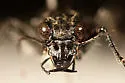 Alpine Tiger Beetle - photo 2