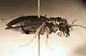 Alpine Tiger Beetle - photo 3