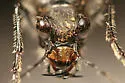 Alpine Tiger Beetle - photo 4