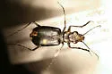 Alpine Tiger Beetle - photo 5