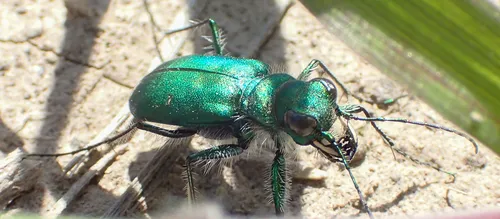 Sagebrush Tiger Beetle - photo 2
