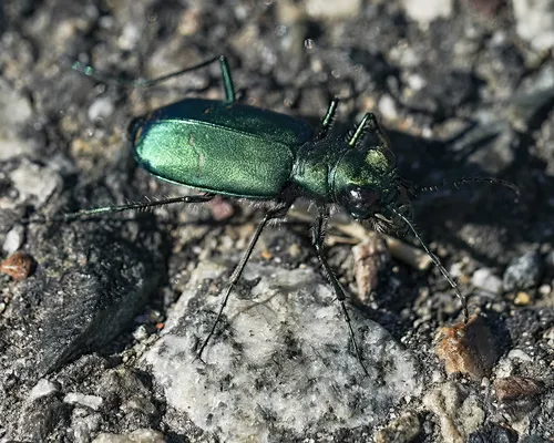 Sagebrush Tiger Beetle - photo 3