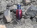Beautiful Tiger Beetle - photo 2