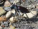 Beautiful Tiger Beetle - photo 3