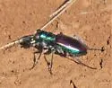 Beautiful Tiger Beetle - photo 4