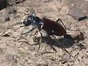 Beautiful Tiger Beetle - photo 5