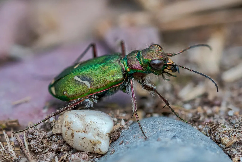 Cow Path Tiger Beetle - Cicindela purpurea
