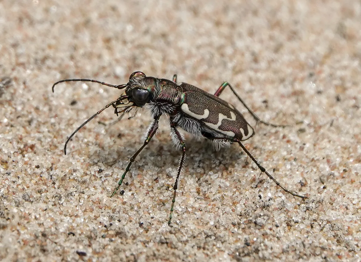 Bronzed Tiger Beetle - photo 2